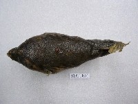 藏品(黃鰭多紀魨)的圖片